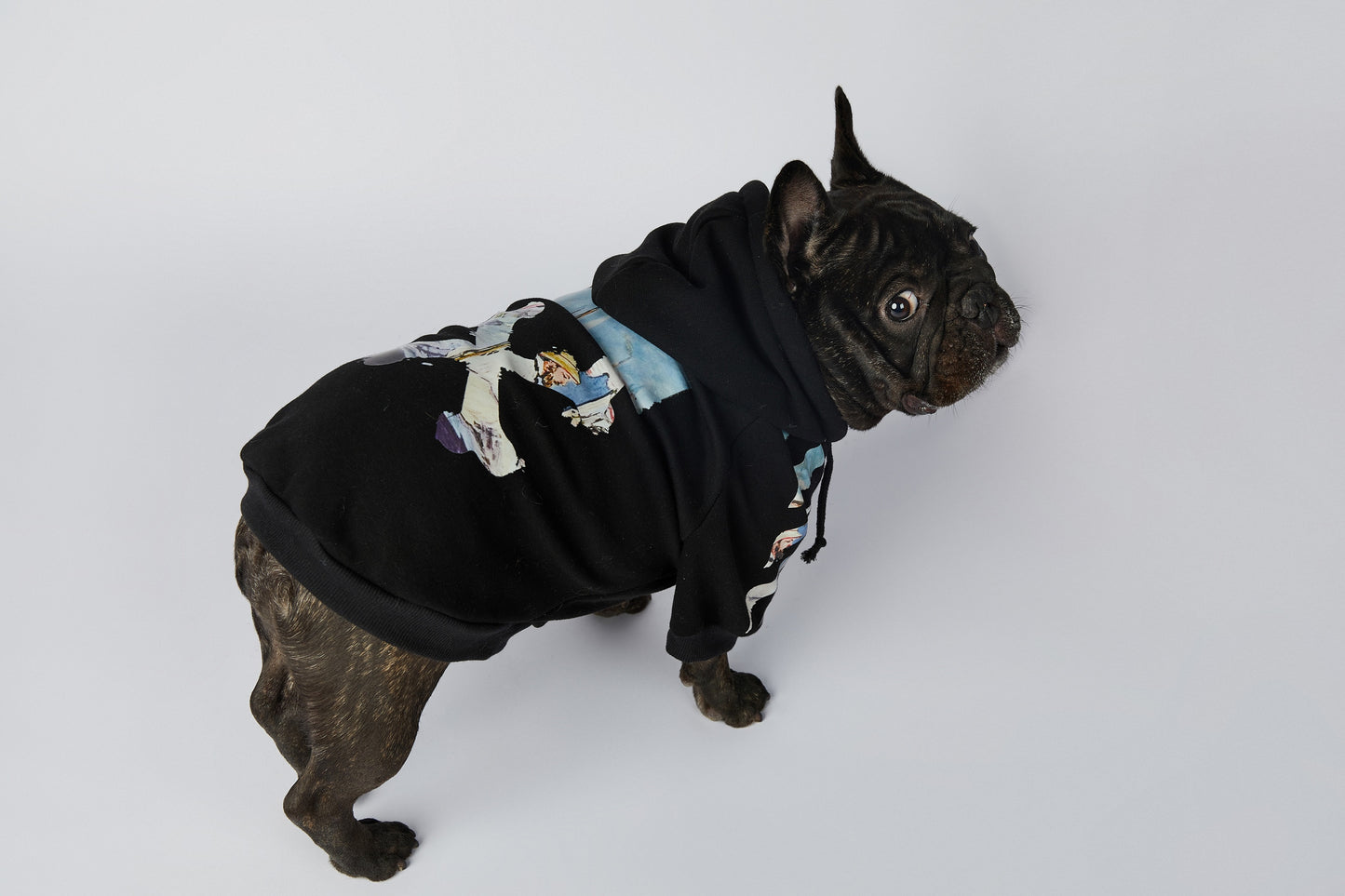 Variety of Luxury Dog Hoodies (off White Style)